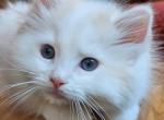 Flame mink bicolor - Ragdoll Kitten For Sale - 
