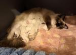 Dauphin Ragdolls Kitten Litter - Ragdoll Kitten For Sale - Riverside&comma; CA&comma; US