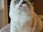 Seal bicolor - Ragdoll Kitten For Sale - Farmville&comma; VA&comma; US