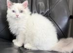 Blue eyes Snowboy - Ragdoll Kitten For Sale - Auburn&comma; WA&comma; US