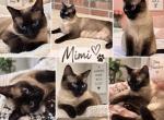 Mimi - Siamese Cat For Sale - Reston&comma; VA&comma; US