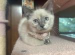Twelve week old female Ragdoll - Ragdoll Kitten For Sale - Providence&comma; RI&comma; US