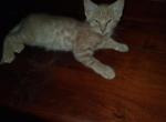 Cali kittens - American Shorthair Kitten For Sale - Pink&comma; OK&comma; US