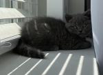 Mark - British Shorthair Kitten For Sale - Phila&comma; PA&comma; US