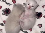 Two Male Flame Point Ragdolls - Ragdoll Kitten For Sale - Providence&comma; RI&comma; US