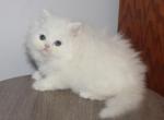 White Female Persian Truffles - Persian Kitten For Sale - Stanton&comma; MO&comma; US