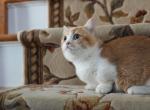 Graham - Munchkin Kitten For Sale