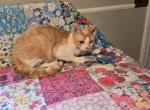 Charlie - Devon Rex Cat For Sale - Lynchburg&comma; VA&comma; US