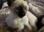 Harmony Grace Siamese Chocolate points - Siamese Kitten For Sale - Moneta&comma; VA&comma; US