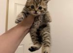 Blossom - British Shorthair Kitten For Sale - Puyallup&comma; WA&comma; US