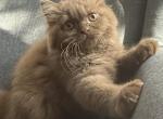 Lola - British Shorthair Kitten For Sale - Richmond&comma; VA&comma; US