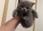 Buttercup - British Shorthair Kitten For Sale - Puyallup&comma; WA&comma; US