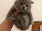 Bubbles - British Shorthair Kitten For Sale - Puyallup&comma; WA&comma; US
