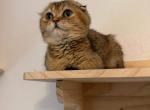 Ash - Scottish Fold Kitten For Sale - Puyallup&comma; WA&comma; US