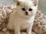 Evette - British Shorthair Kitten For Sale - OR&comma; US