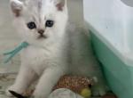 Everly - British Shorthair Kitten For Sale - OR&comma; US