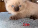 Zeke - Ragdoll Kitten For Sale - Clifton&comma; NJ&comma; US
