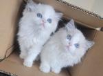 Yiyi - Ragdoll Kitten For Sale - Las Vegas&comma; NV&comma; US