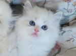 Yuki - Ragdoll Kitten For Sale - 