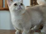 George - Munchkin Kitten For Sale - Basking Ridge&comma; NJ&comma; US