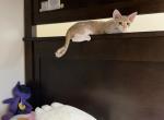 Tiny - Devon Rex Kitten For Sale - Newark&comma; CA&comma; US