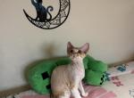 Cheese - Devon Rex Kitten For Sale - 