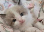 Xoxo - Ragdoll Kitten For Sale - 