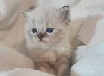 Xena - Ragdoll Kitten For Sale - Las Vegas&comma; NV&comma; US