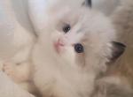 Yumi - Ragdoll Kitten For Sale - Las Vegas&comma; NV&comma; US