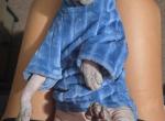Stevo - Sphynx Kitten For Adoption - Albion&comma; IA&comma; US