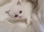 Yoyo - Ragdoll Kitten For Sale - Las Vegas&comma; NV&comma; US