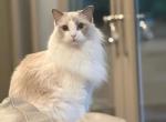 Yaya - Ragdoll Cat For Sale - Las Vegas&comma; NV&comma; US