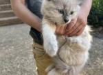 Love Bug - Siamese Kitten For Sale - Silverton&comma; OR&comma; US