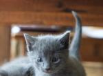 Precious Russian Blues - Russian Blue Kitten For Sale - Rockford&comma; IL&comma; US