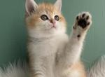 Grace ny12 - Scottish Straight Kitten For Sale - Cathlamet&comma; WA&comma; US