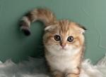 Gretta golden marble - Scottish Fold Kitten For Sale - Cathlamet&comma; WA&comma; US