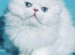 Baby Josie Boy - Persian Kitten For Sale - Houston&comma; TX&comma; US