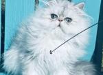 Baby Josiah boy - Persian Kitten For Sale - Houston&comma; TX&comma; US