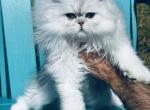 Baby Joshen boy - Persian Kitten For Sale - Houston&comma; TX&comma; US