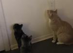Charlie - Domestic Cat For Sale - Piscataway&comma; NJ&comma; US