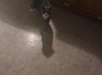 Sadie - American Shorthair Cat For Sale - Edison&comma; NJ&comma; US