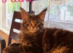 Nani From the Lilo and Stitch Litter - Maine Coon Kitten For Sale - Kent&comma; WA&comma; US