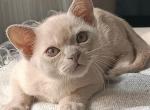 Amore Mio - Burmese Kitten For Sale