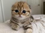 Mila - Scottish Fold Kitten For Sale - Centennial&comma; CO&comma; US