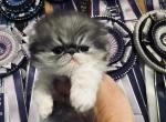 Black smoke female - Persian Kitten For Sale - Joplin&comma; MO&comma; US