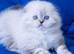 Drogo - Scottish Fold Kitten For Sale - Miami&comma; FL&comma; US