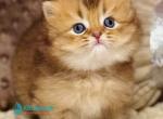 Happy - Scottish Straight Kitten For Sale - Miami&comma; FL&comma; US