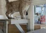 Highlander Curly Coat - Highlander Kitten For Adoption - Crossville&comma; TN&comma; US