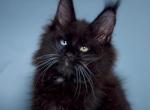 Sapphire - Maine Coon Kitten For Sale - Miami&comma; FL&comma; US