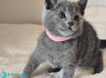 Universe - Russian Blue Kitten For Sale - Pembroke Pines&comma; FL&comma; US